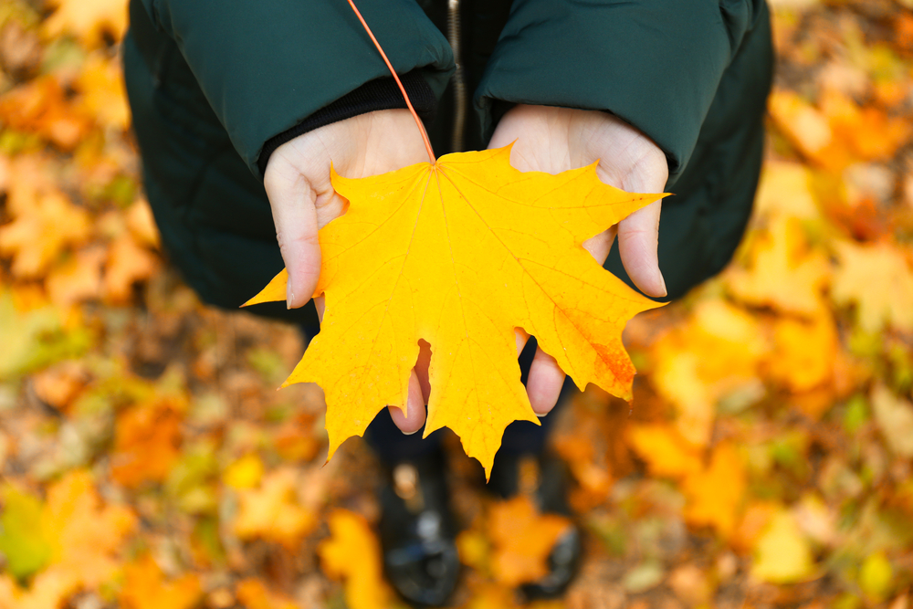 Female hands holding a yellow maple leaf.